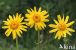Arnica (Arnica montana)