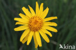 Arnica (Arnica montana)