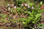 Linnaeusklokje (Linnaea borealis)