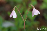 Linnaeusklokje (Linnaea borealis)