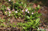 Twinflower (Linnaea borealis)