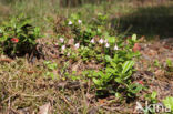 Twinflower (Linnaea borealis)