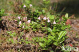 Twinflower (Linnaea borealis)