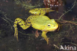 Kleine groene kikker