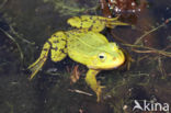 Pool Frog (Rana lessonae