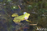 Kleine groene kikker