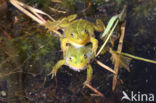 Pool Frog (Rana lessonae