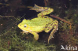 Pool Frog (Rana lessonae