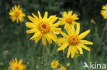 Arnica (Arnica montana)