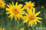 Arnica (Arnica montana)