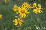 Arnica (Arnica montana)