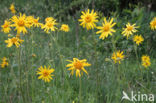 Arnica (Arnica montana)