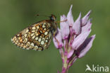 Woudparelmoervlinder (Melitaea diamina)