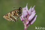 False Heath Fritillary (Melitaea diamina)