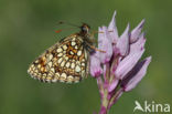 Woudparelmoervlinder (Melitaea diamina)