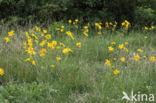 Arnica (Arnica montana)