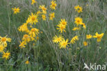 Arnica (Arnica montana)
