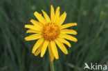 Arnica (Arnica montana)