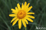 Arnica (Arnica montana)