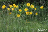 Arnica (Arnica montana)