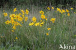 Arnica (Arnica montana)