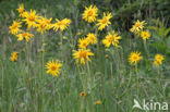 Arnica (Arnica montana)