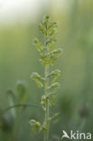 Grote keverorchis (Neottia ovata