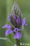 Marsh-orchid (Dactylorhiza purdalina)