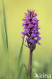 Marsh-orchid (Dactylorhiza purdalina)