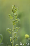 Grote keverorchis (Neottia ovata