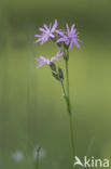 Echte koekoeksbloem (Lychnis flos-cuculi)