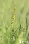 Common Twayblade (Neottia ovata