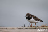 Steenloper (Arenaria interpres)