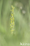 Common Twayblade (Neottia ovata