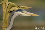 Blauwe Reiger (Ardea cinerea)