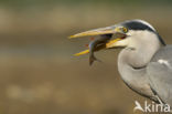 Blauwe Reiger (Ardea cinerea)