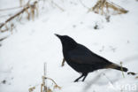 Zwarte Kraai (Corvus corone)