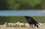 Zwarte Kraai (Corvus corone)