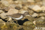 Oeverloper (Actitis hypoleucos)