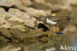 Oeverloper (Actitis hypoleucos)