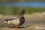 Mallard