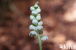 Common Wintergreen (Pyrola minor)