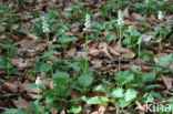 Common Wintergreen (Pyrola minor)