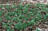 Klein wintergroen (Pyrola minor)