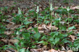 Common Wintergreen (Pyrola minor)