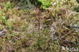 Lesser Twayblade (Listera cordata)