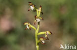 Koraalwortel (Corallorhiza trifida)