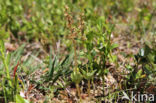 Lesser Twayblade (Listera cordata)