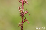 Lesser Twayblade (Listera cordata)