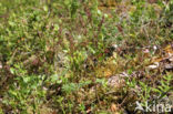 Lesser Twayblade (Listera cordata)